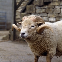 Picture of portland ram in yard, head study