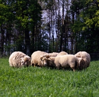 Picture of portland sheep at norwood farm