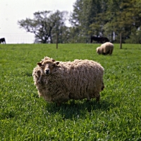 Picture of portland sheep at norwood farm looking at camera