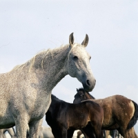 Picture of portrait  of a Lipizzaner mare with foals at szilvasvarad