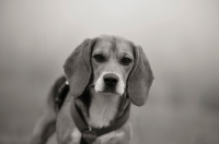 Picture of portrait of a beagle in the mist