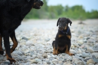 Picture of Portrait of a Beauceron pup looking at an adult dog with guilty look