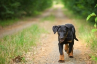 Picture of Portrait of a Beauceron pup trotting on a country road