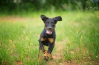 Picture of Portrait of a Beauceron puppy running in a field
