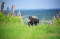 Picture of portrait of a Beauceron with tongue out running in a vineyard