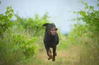 Picture of portrait of a Beauceron with tongue out running in a vineyard