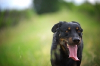 Picture of portrait of a Beauceron with tongue out