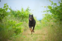 Picture of portrait of a Beauceron with tongue out running in a vineyard