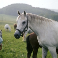 Picture of portrait of a beautiful Lipizzaner mare at piber