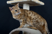 Picture of Portrait of a bengal cat standing on a scratch post, black background, studio shot