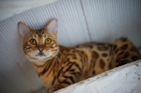 Picture of Portrait of a bengal cat