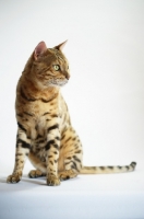 Picture of Portrait of a bengal male cat, champion Mainstreet Full Throttle of Guru