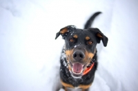 Picture of portrait of a black and tan mongrel dog splashing sitting in the snow