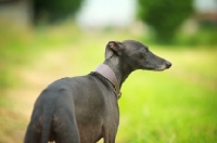 Picture of Portrait of a black italian greyhound standing in a field