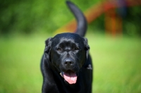 Picture of portrait of a black Labrador retriever with tongue out and tail up