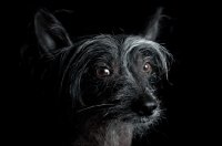 Picture of portrait of a chinese crested dog
