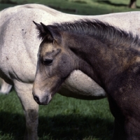 Picture of Portrait of a connemara foal