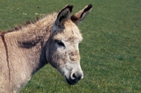 Picture of portrait of a donkey