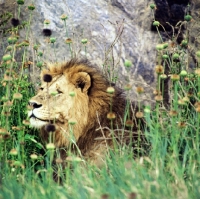 Picture of portrait of a fine lion in serengeti np