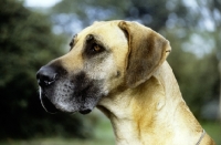 Picture of portrait of a great dane from helmlake