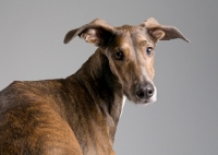 Picture of Portrait of a Great Dane x Greyhound mix in studio.