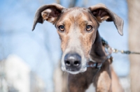 Picture of Portrait of a Greyhound x Great Dane.