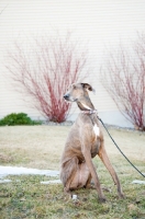 Picture of Portrait of a Greyhound x Great Dane cross.