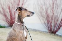 Picture of Portrait of a Greyhound x Great Dane cross.