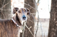 Picture of Portrait of a Greyhound x Great Dane in the woods.