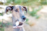 Picture of Portrait of a Greyhound x Great Dane.