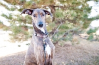 Picture of Portrait of a Greyhound x Great Dane.