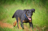 Picture of Portrait of a happy Beauceron pup trotting on a country road