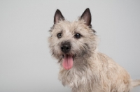 Picture of Portrait of a happy wheaten Cairn terrier on gray studio background.