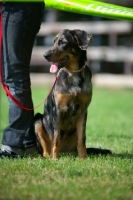 Picture of portrait of a harlequin Beauceron puppy at five months of age