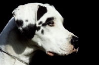 Picture of portrait of a harlequin great dane from helmlake