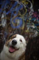 Picture of portrait of a karelian bear dog sitting in front of a graffiti wall