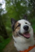 Picture of portrait of a karelian bear dog in a forest