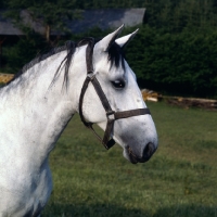Picture of portrait of a Lipizzaner mare at piber