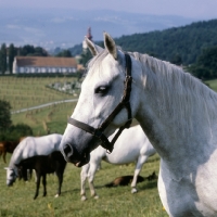 Picture of portrait of a lipizzaner mare in a group with foals at piber