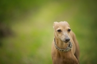 Picture of portrait of a red Italian greyhound 