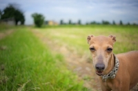 Picture of portrait of a red italian greyhound standing in an open field