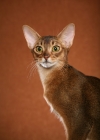 Picture of portrait of a Ruddy Abyssinian female, head and shoulders