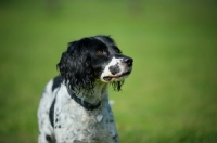 Picture of Portrait of a serious black and white springer spaniel with a heart-shaped name tag