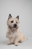 Picture of Portrait of a wheaten Cairn terrier on gray studio background.