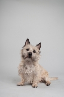 Picture of Portrait of a wheaten Cairn terrier on gray studio background.