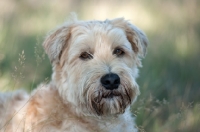 Picture of Portrait of a Wheaten Terrier lying in long grass