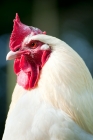 Picture of Portrait of a white leghorn cockerel
