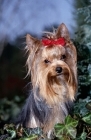 Picture of portrait of a yorkshire terrier among ivy leaves in germany