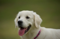 Picture of portrait of a young white golden retriever with tongue out