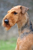 Picture of portrait of Airedale Terrier